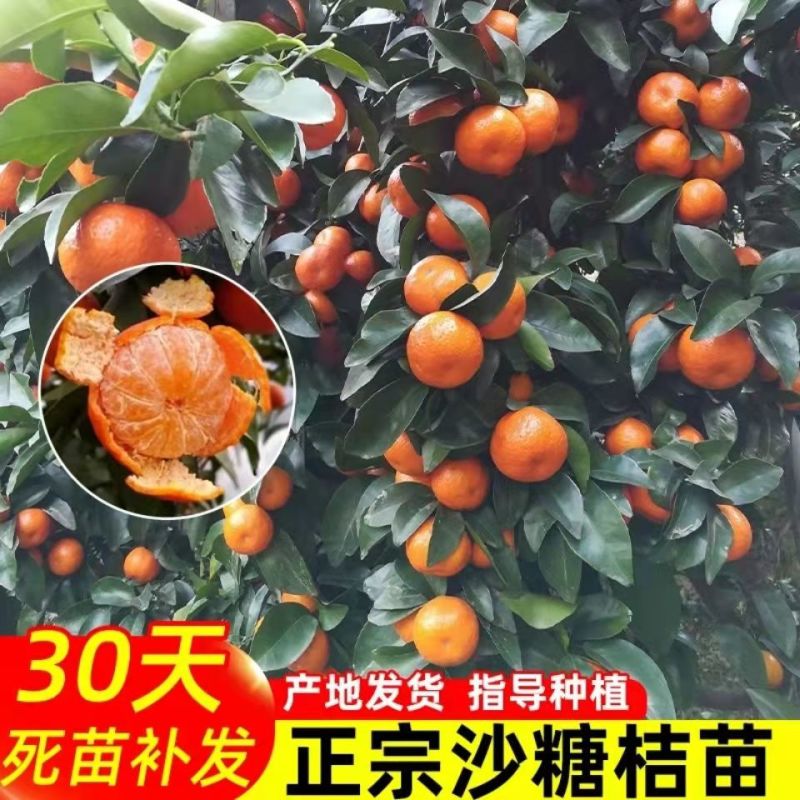 早熟柑桔苗沙糖桔苗规格全全国发货基地直供