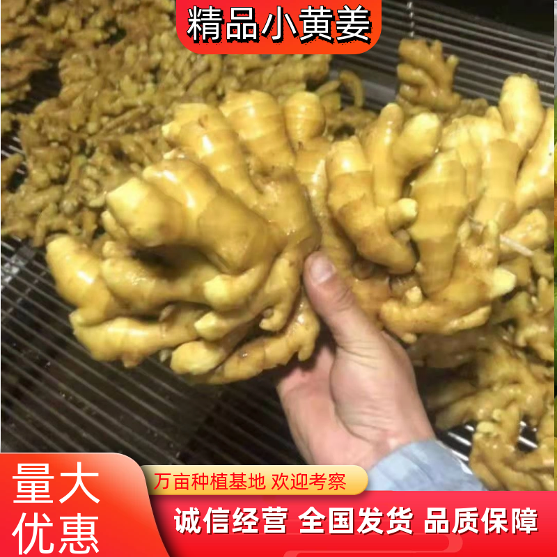 【精品】小黄姜，优质小黄姜。辣味足，货源充足，全国发货