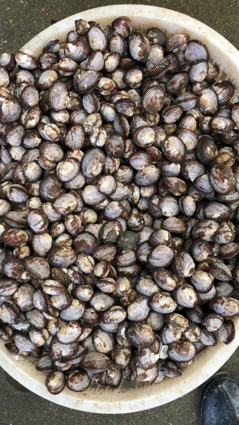 鲜活大赤贝，毛蛤活蛤蜊，生吃刺身料理，供应自助餐，海鲜大咖