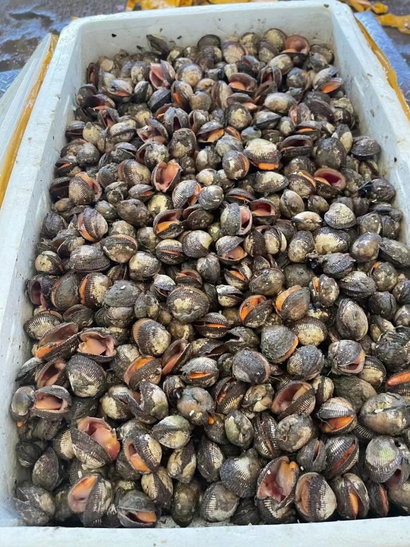 鲜活大赤贝，毛蛤活蛤蜊，生吃刺身料理，供应自助餐，海鲜大咖