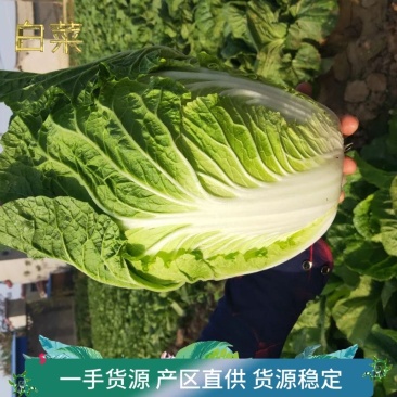 陆地小黄心大白菜大量上市3-5斤支持各种包装