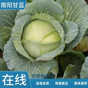 新野扁包菜万亩基地奥奇娜2~3公斤精品
