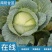 新野扁包菜万亩基地奥奇娜2~3公斤精品