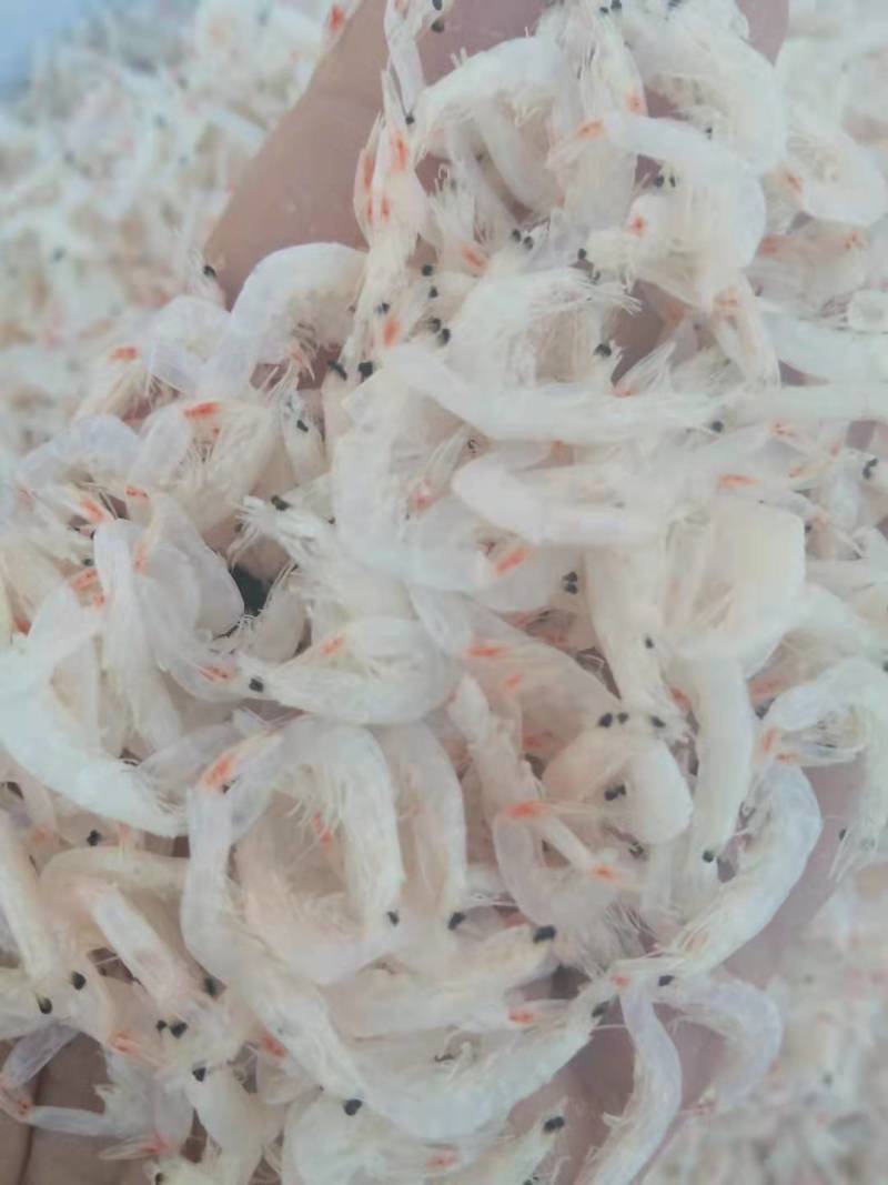 山东优质淡干无盐虾皮，价格齐全，低价出售质量保证