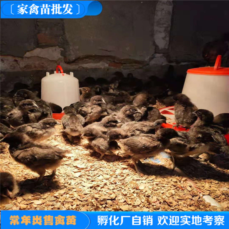 厂价直销脱温五黑绿壳蛋鸡苗高产绿壳蛋脱温鸡苗半斤左右