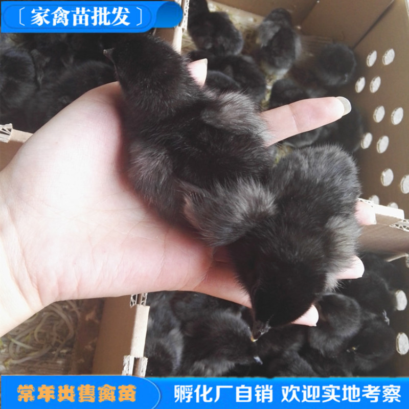 厂价直销脱温五黑绿壳蛋鸡苗高产绿壳蛋脱温鸡苗半斤左右