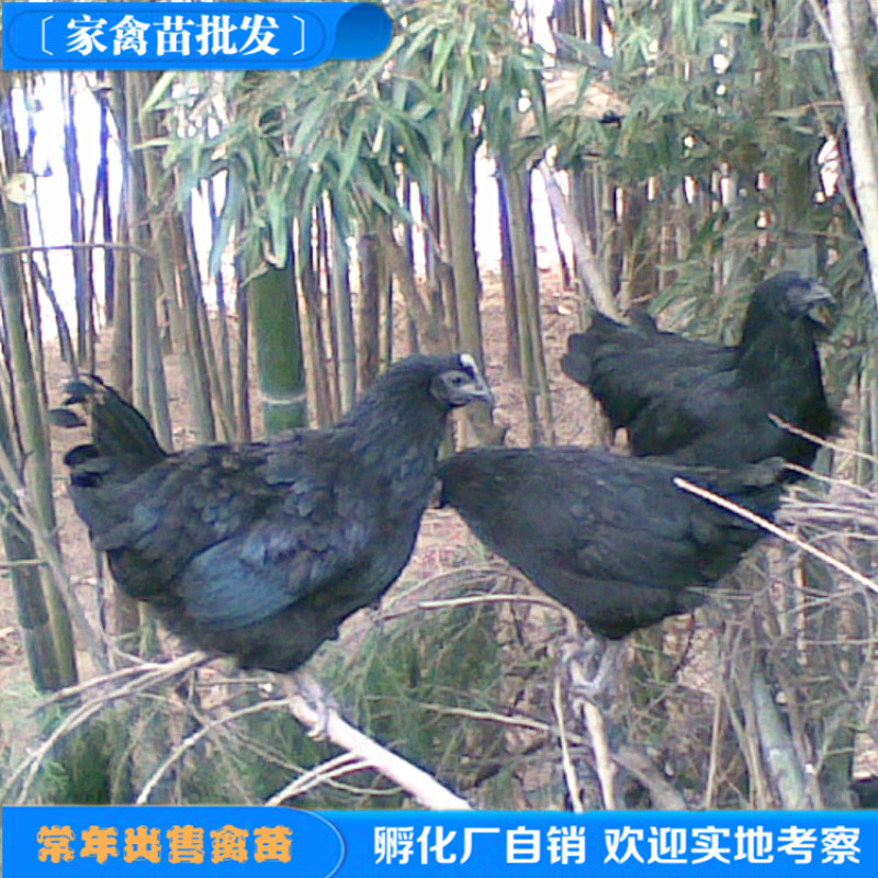 厂价直销脱温五黑绿壳蛋鸡苗高产绿壳蛋脱温鸡苗半斤左右