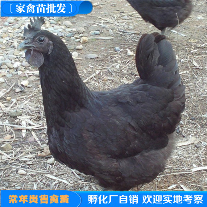 厂价直销脱温五黑绿壳蛋鸡苗高产绿壳蛋脱温鸡苗半斤左右
