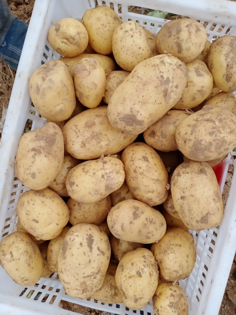 陕北精品希森6号土豆产地直供，货源品相好价格优，欢迎下单