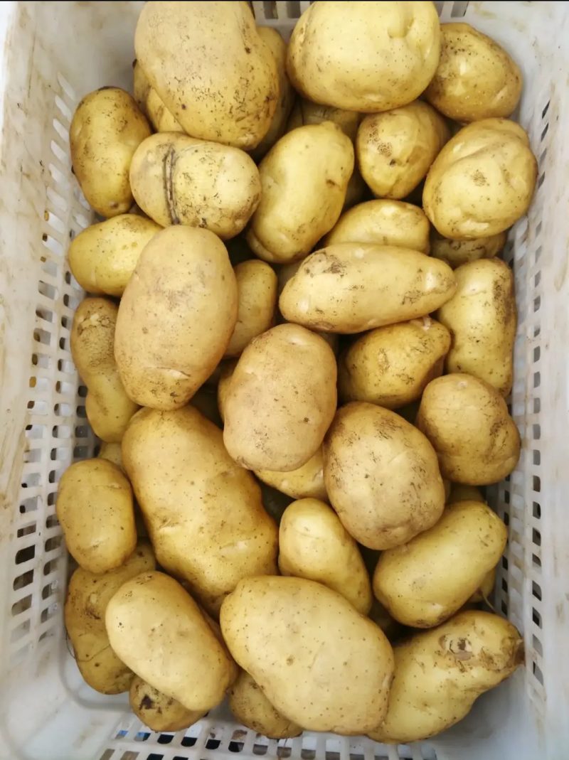 内蒙精品土豆，大量供应中，品相好，质量高，欢迎下单咨询