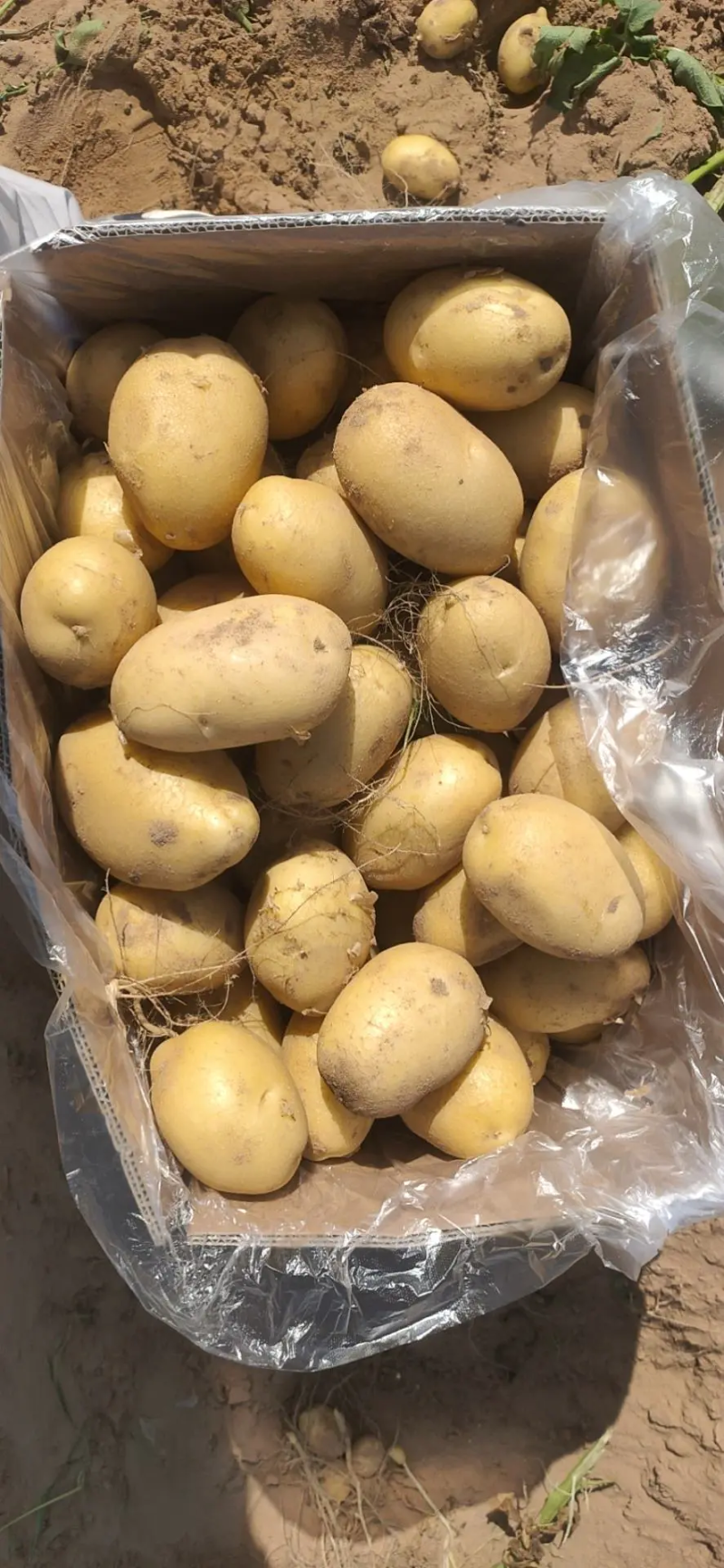 内蒙精品土豆，大量供应中，品相好，质量高，欢迎下单咨询