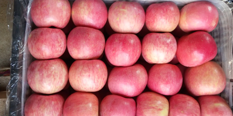 山东红富士苹果🍎上市，口感脆甜，品质保障，欢迎新老客户采购