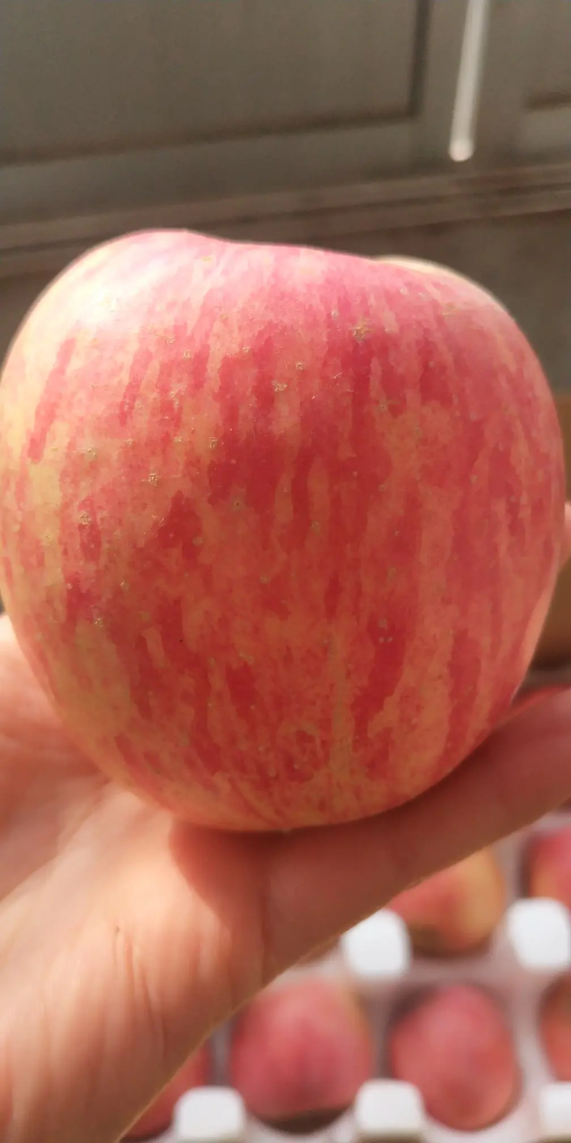 山东红富士苹果🍎上市，口感脆甜，品质保障，欢迎新老客户采购