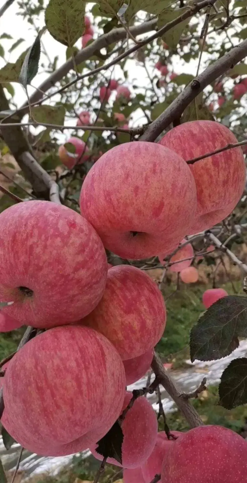 [真实报价]红富士苹果，果农新鲜采摘，供应商超批发市场