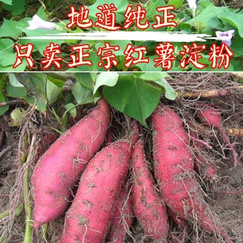 【精品】山东红薯淀粉颗粒量大质优，价格实惠，面向全国。