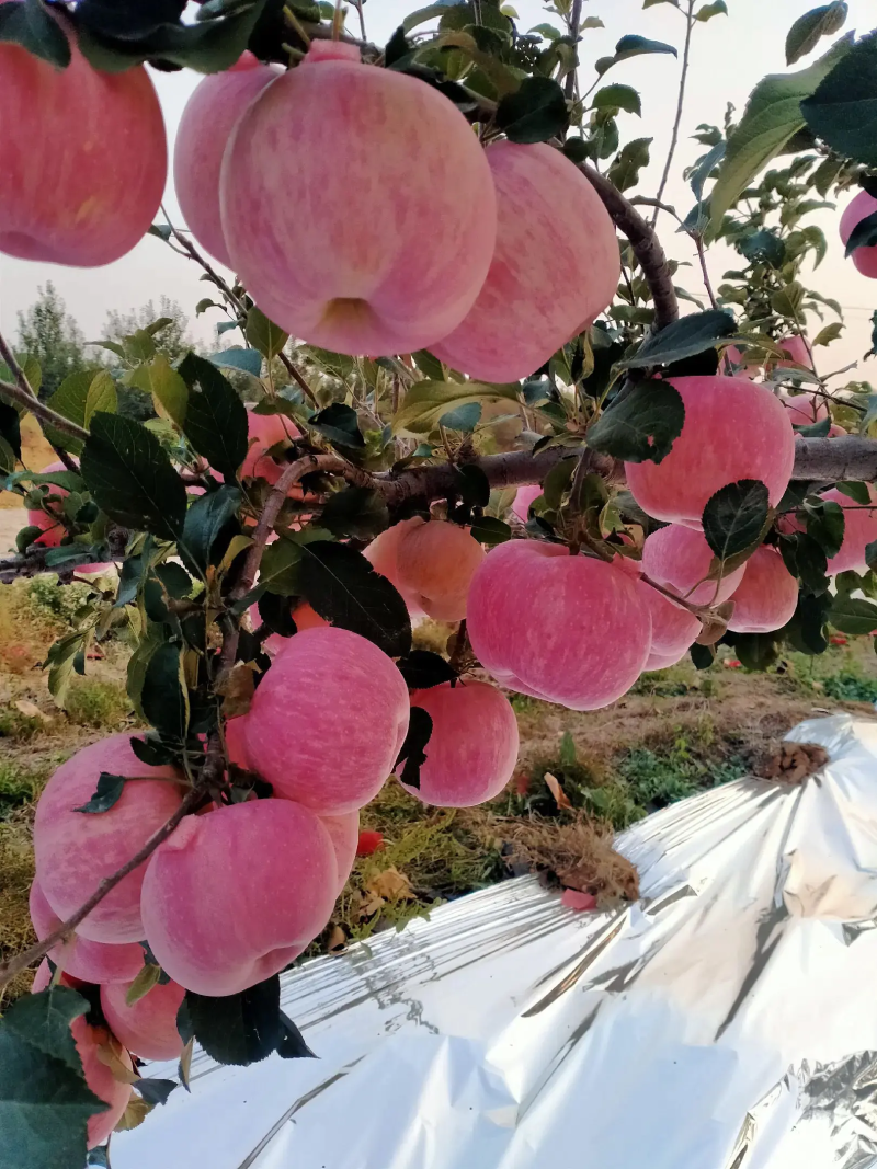 红富士纸袋膜袋条纹品种多货源充足果园直采
