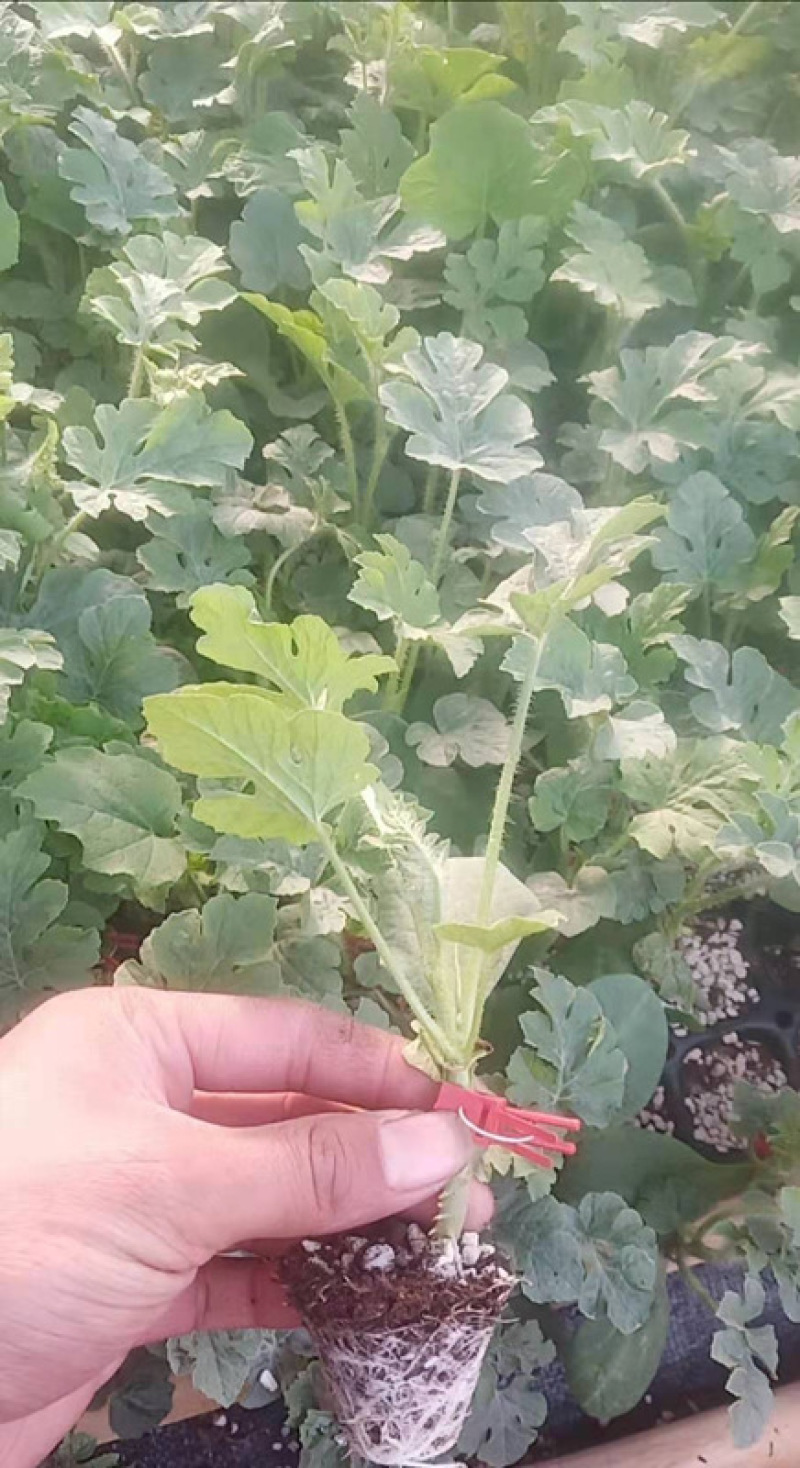 西瓜苗8424西瓜苗嫁接西瓜苗寿光西瓜苗批发基地