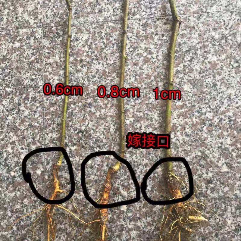 大白珍珠果桑苗白桑白色桑葚苗正宗嫁接海宁桑果苗桑椹果