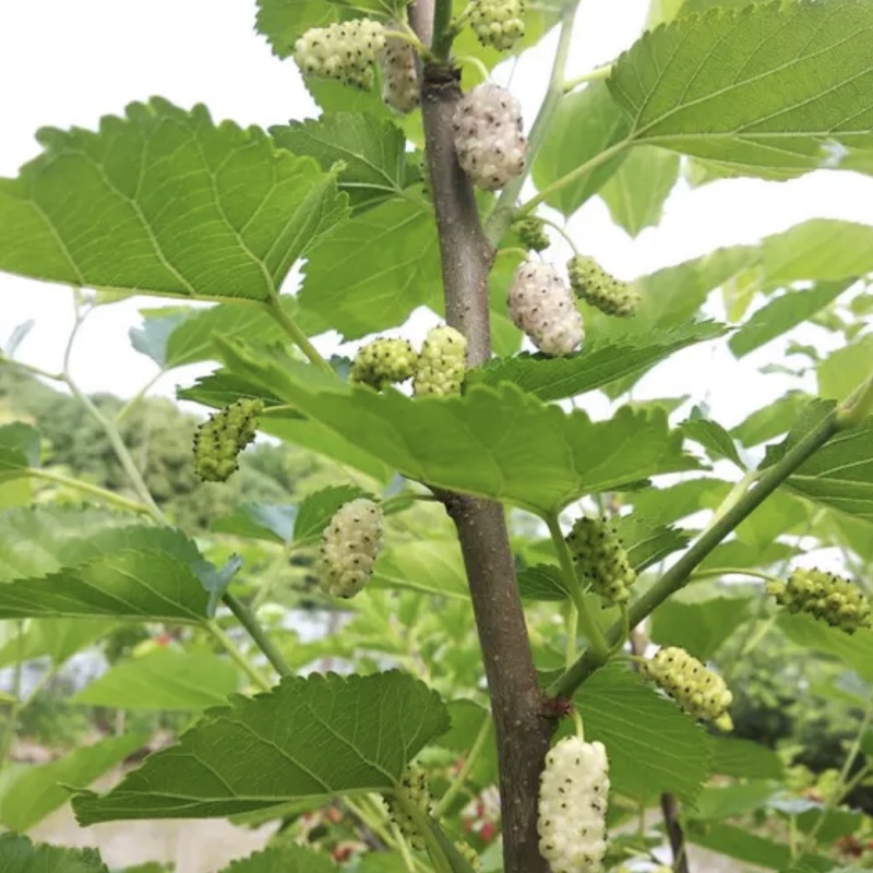 大白珍珠果桑苗白桑白色桑葚苗正宗嫁接海宁桑果苗桑椹果