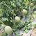 粒尔田晓蜜25哈密瓜良种西州蜜网纹瓜种子甜瓜种籽秋冬季大