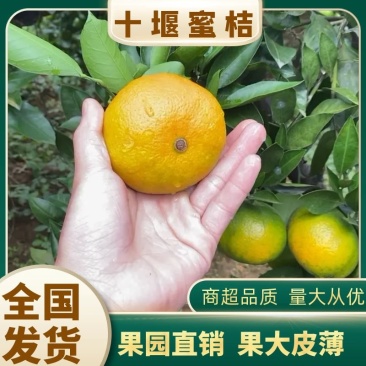 湖北十堰本地蜜橘皮薄口感甜美按规格配货
