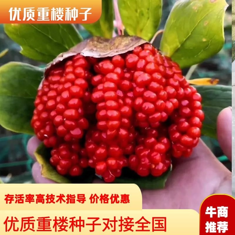 重楼种子优质云南高杆粉质重楼种子七叶一枝花种子提供技术