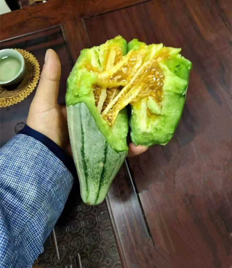 羊角蜜甜瓜苗羊角酥甜瓜苗甜瓜嫁接苗早春薄皮甜瓜苗