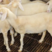 湖羊高产多胎一年两窝优良品种羊免费运输包成活包技术