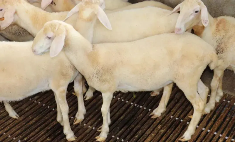 湖羊高产多胎一年两窝优良品种羊免费运输包成活包技术