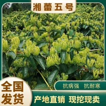 金银花苗湘蕾五号，抗寒耐抗病强，现挖现发欢迎考察