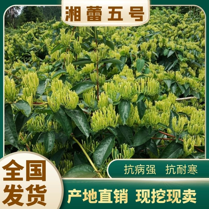 金银花苗湘蕾五号，抗寒耐抗病强，现挖现发欢迎考察