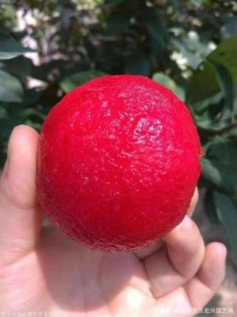 李子苗孔龙蛋，风味玫瑰，味帝，蜂糖李李子苗，死苗补发