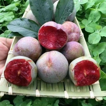李子苗孔龙蛋，风味玫瑰，味帝，蜂糖李李子苗，死苗补发
