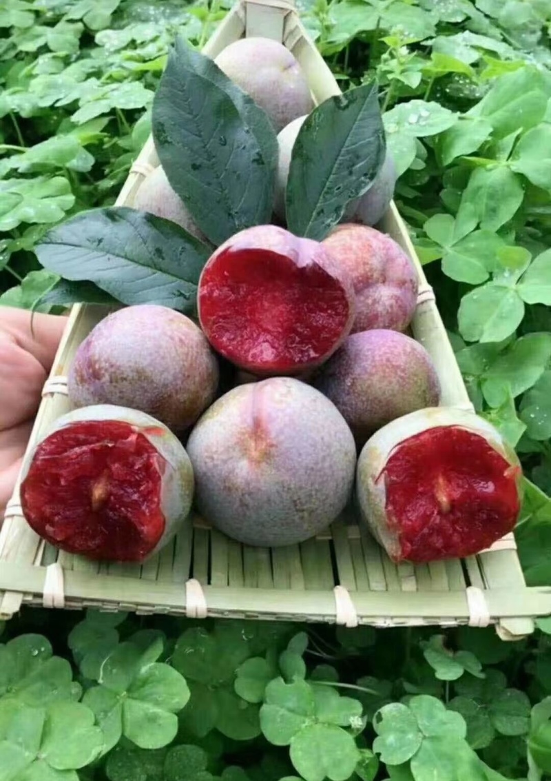 李子苗孔龙蛋，风味玫瑰，味帝，蜂糖李李子苗，死苗补发