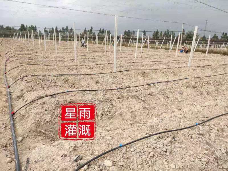 微喷果园微喷大棚微喷灌自动配肥肥水药一体化微喷带微喷管道