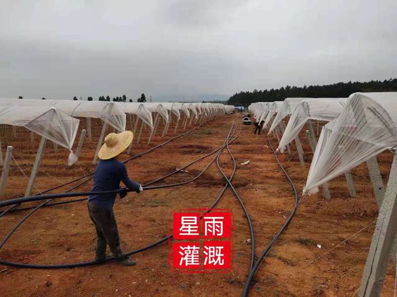 微喷果园微喷大棚微喷灌自动配肥肥水药一体化微喷带微喷管道