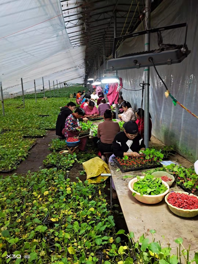 嫁接茄子苗上市基地直发销量高专业培育耐运输
