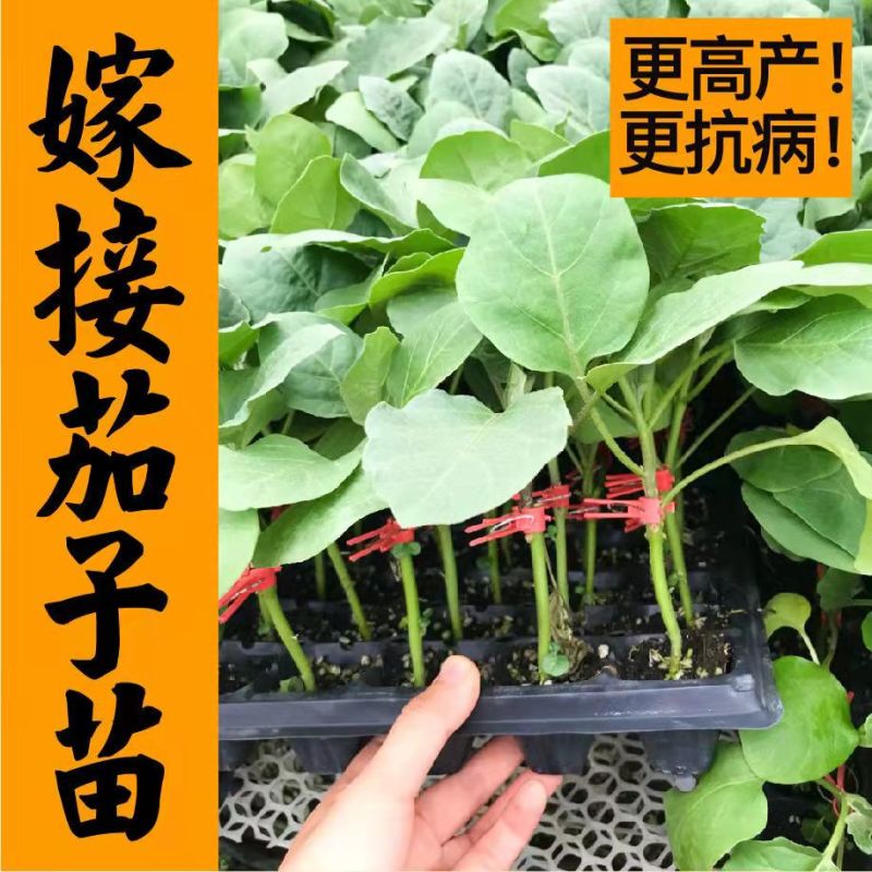 嫁接茄子苗上市基地直发销量高专业培育耐运输
