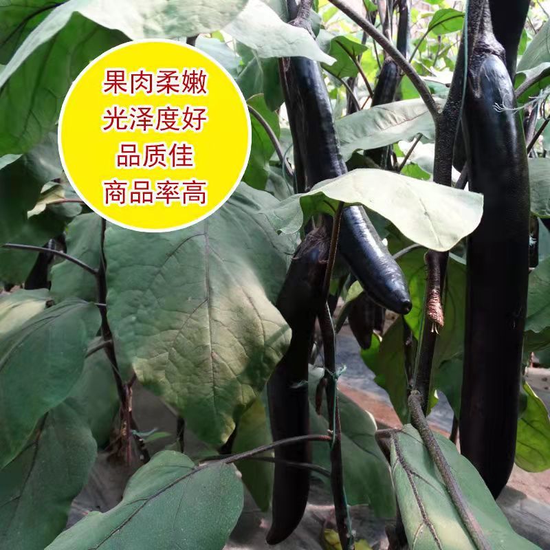 嫁接茄子苗上市基地直发销量高专业培育耐运输