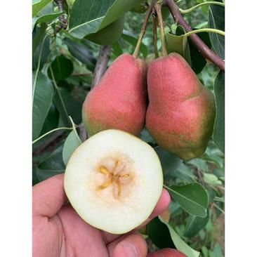 新品种优质梨苗，红贵妃，早红玉，新玉早蜜梨，超新品种