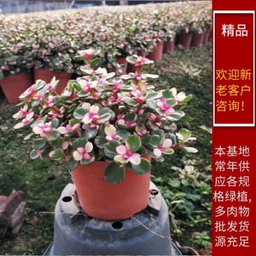 【常年供应】雅乐之舞多肉盆景.规格齐全整箱批发欢迎咨询