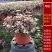 【常年供应】雅乐之舞多肉盆景.规格齐全整箱批发欢迎咨询