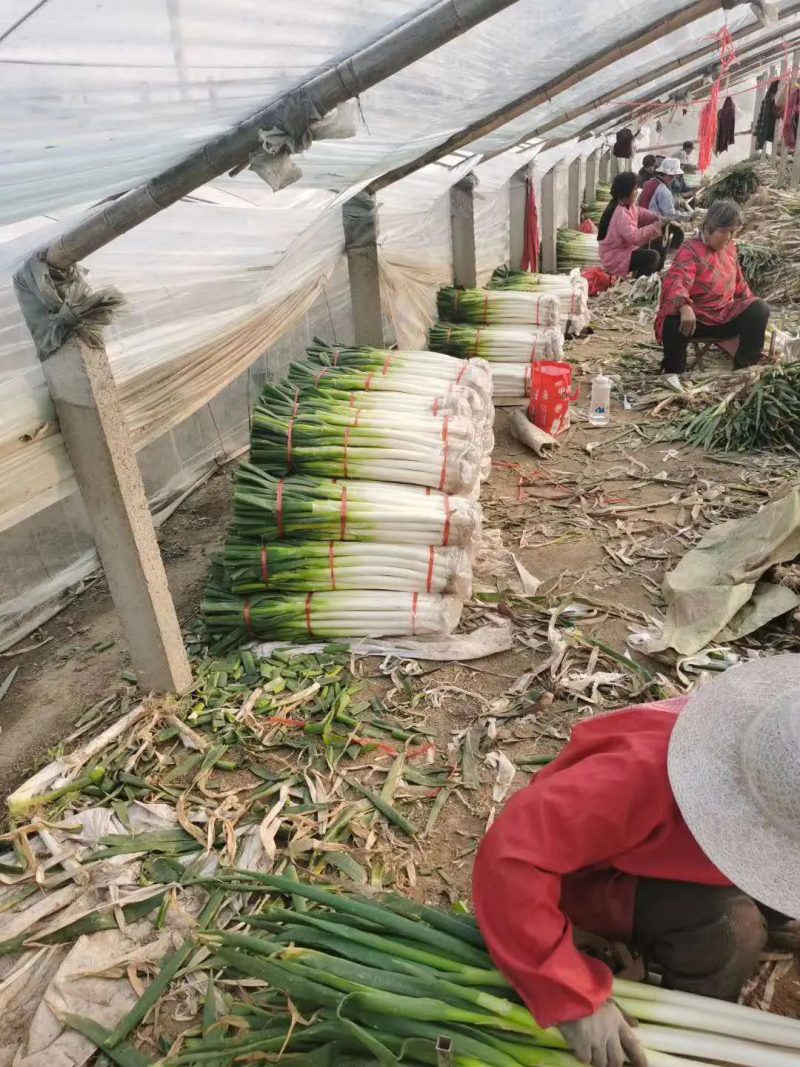 精品长白大葱，基地新鲜采摘发货，欢迎各界客商电联咨询