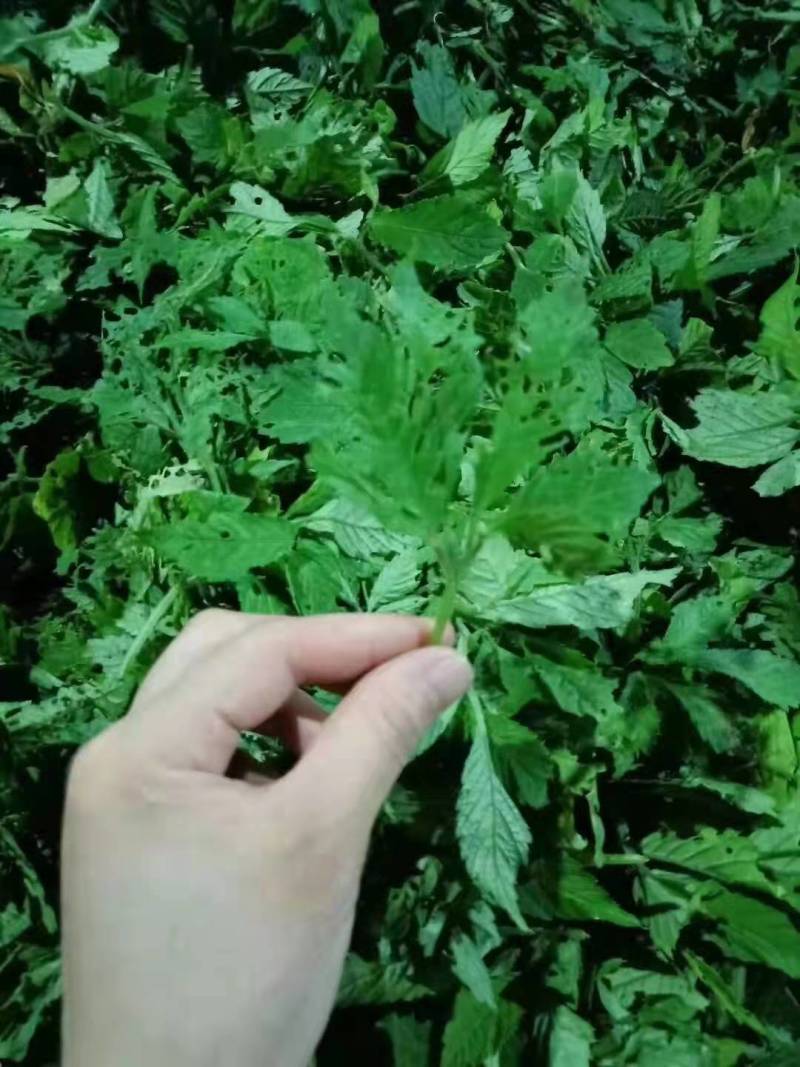 绞股蓝茶产地直销品质保证正品干货量大从优