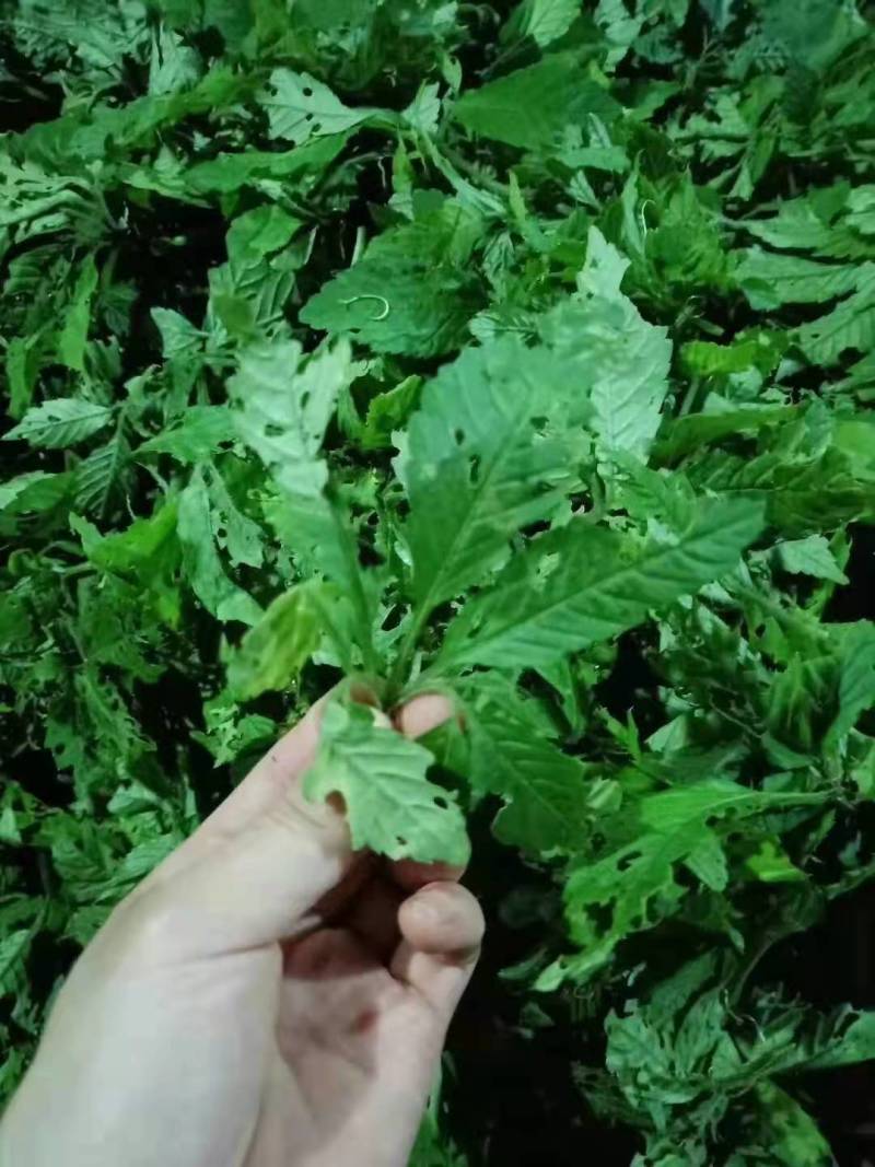 绞股蓝茶产地直销品质保证正品干货量大从优