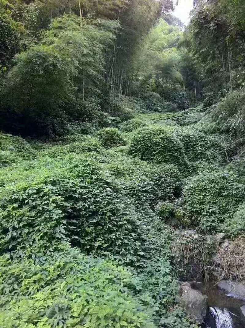绞股蓝茶产地直销品质保证正品干货量大从优