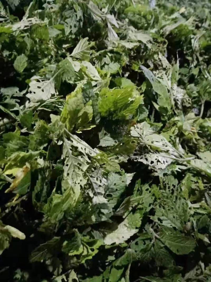 绞股蓝茶产地直销品质保证正品干货量大从优