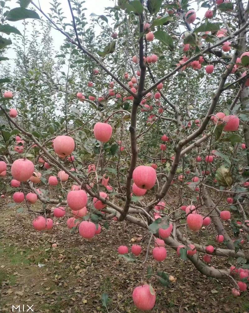 红富士苹果河南苹果口感脆甜商超品质产地直销全国发货