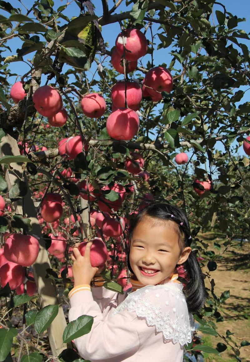 红富士苹果河南苹果口感脆甜商超品质产地直销全国发货