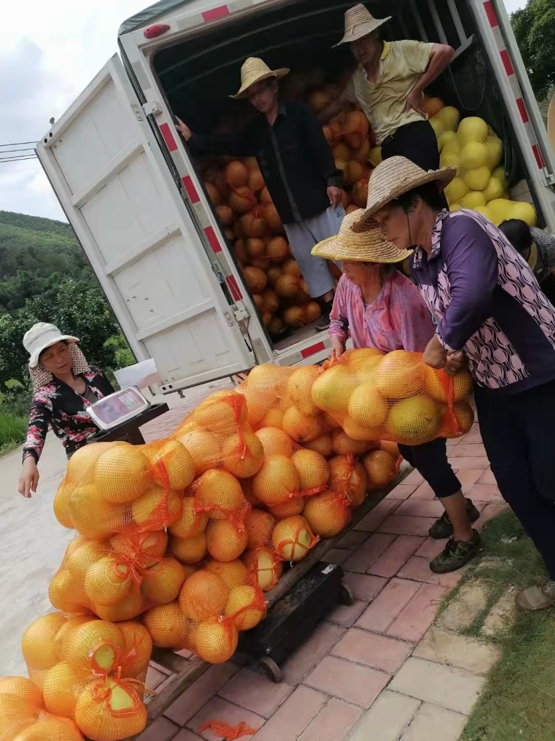 【红心柚】湖北红心柚白柚蜜柚大量有货供应电商市场